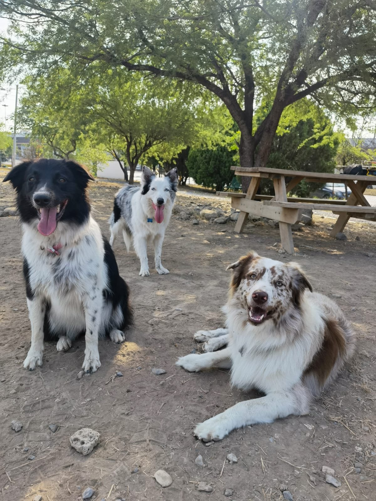 Amigos