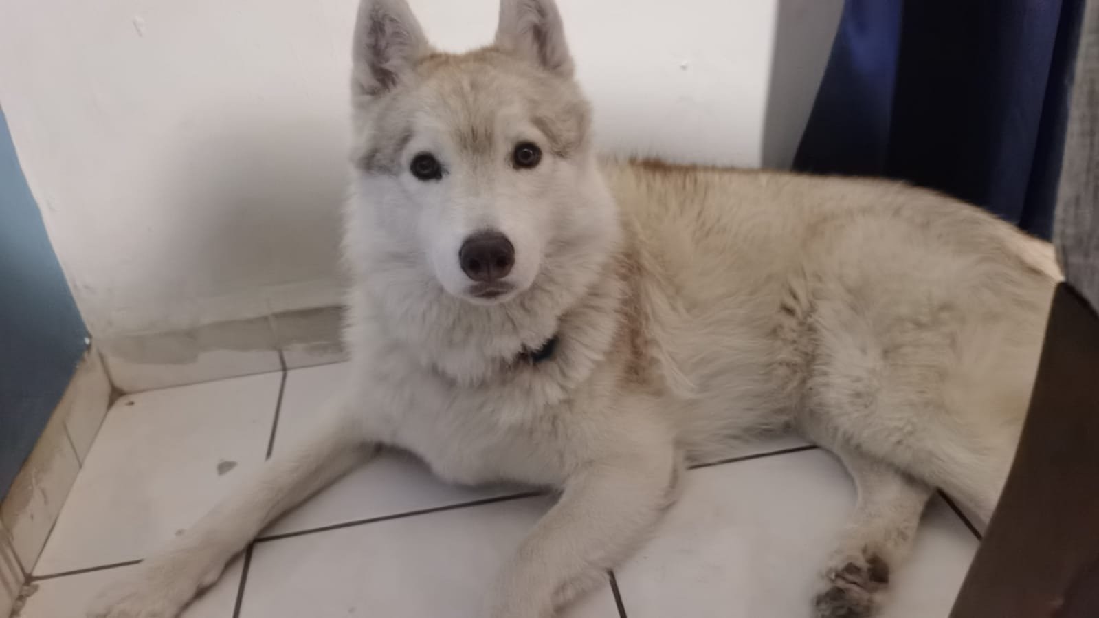Husky invitado