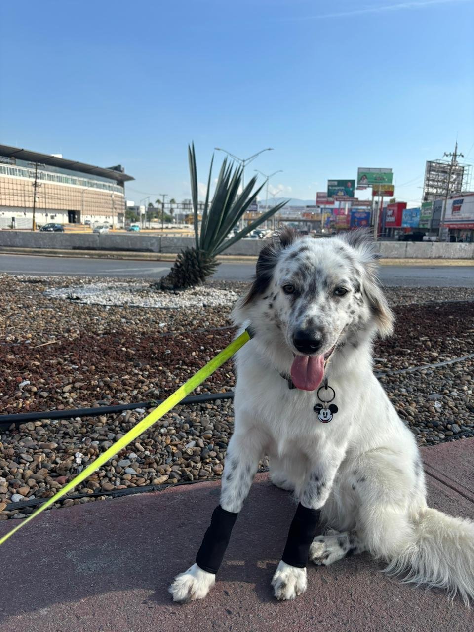 Lucrezio en paseo